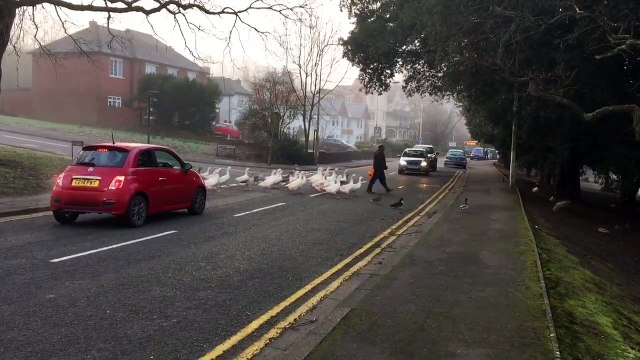 Un homme en retard pour nourrir des oies et des canards sauvages
