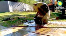 Watch Tian Tian the panda splash around in a bubble bath