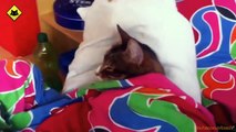 FUNNY VIDEOS- Funny Cats - Funny Cat Videos - Funny Animals - Funny Fails - Funny Cats Sleeping