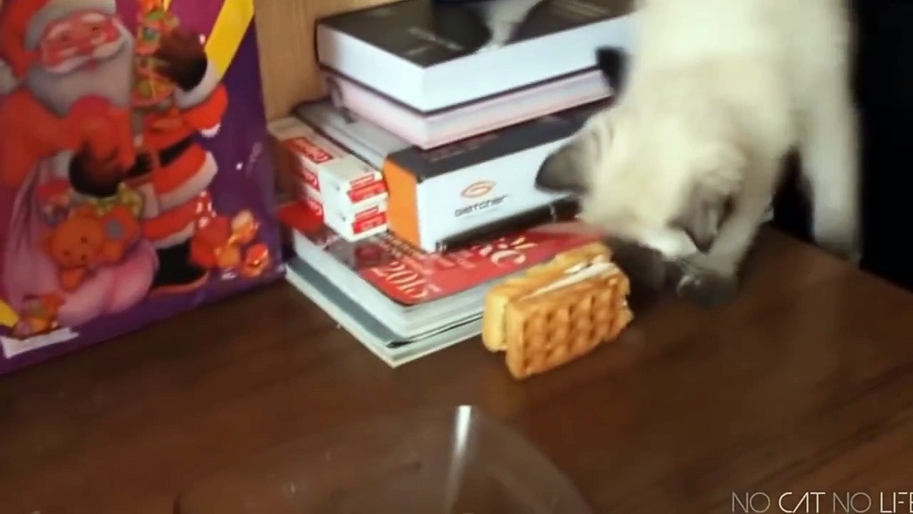 Смешные животные 2 ● Приколы 2014. Кошки, собаки и другие ● Funny animals ● Cats, dogs and