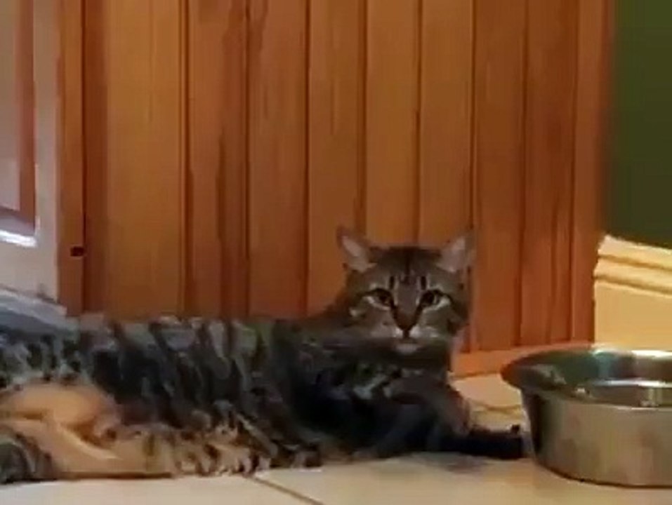 lazy cat