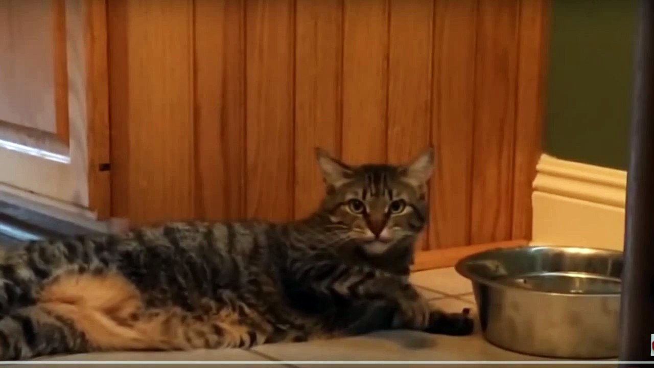 Funny animals videos 2016