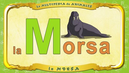 la Multipedia de animales. Letra M la Morsa