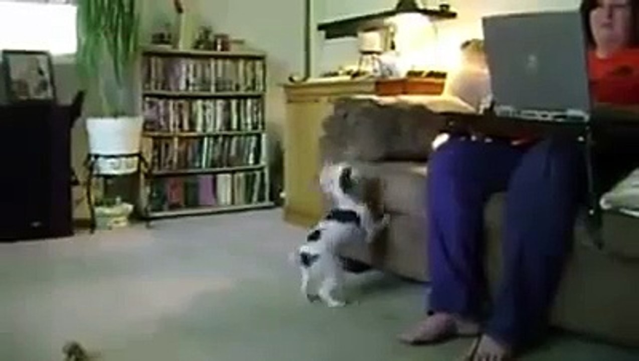 Funny Animals