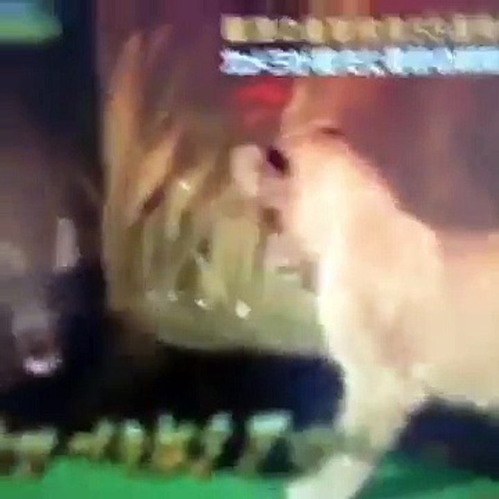 Funny Animals - A Funny Animal Videos Compilation 2015