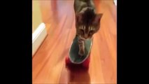 Funny Cat & Cute Kittens Fail Animals Videos Best Funny Kitty Cat Video № 20 | Morsomme Ka
