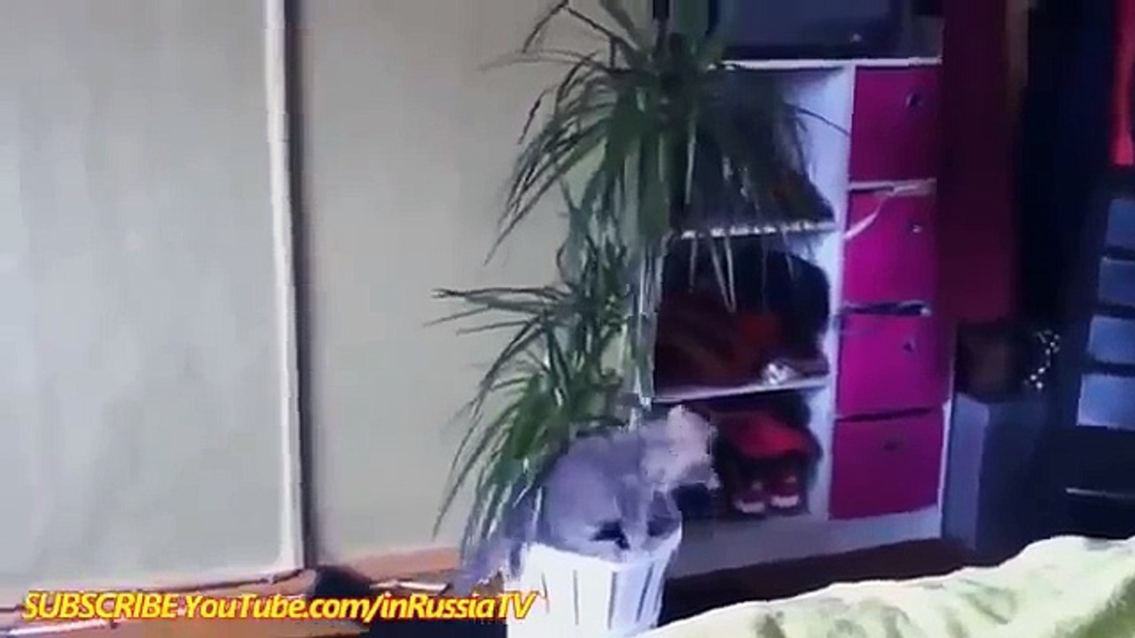 ‪ Funny Cats Funny Animals مواقف مع الحيوانات طرائف الحيوانات ‬‏