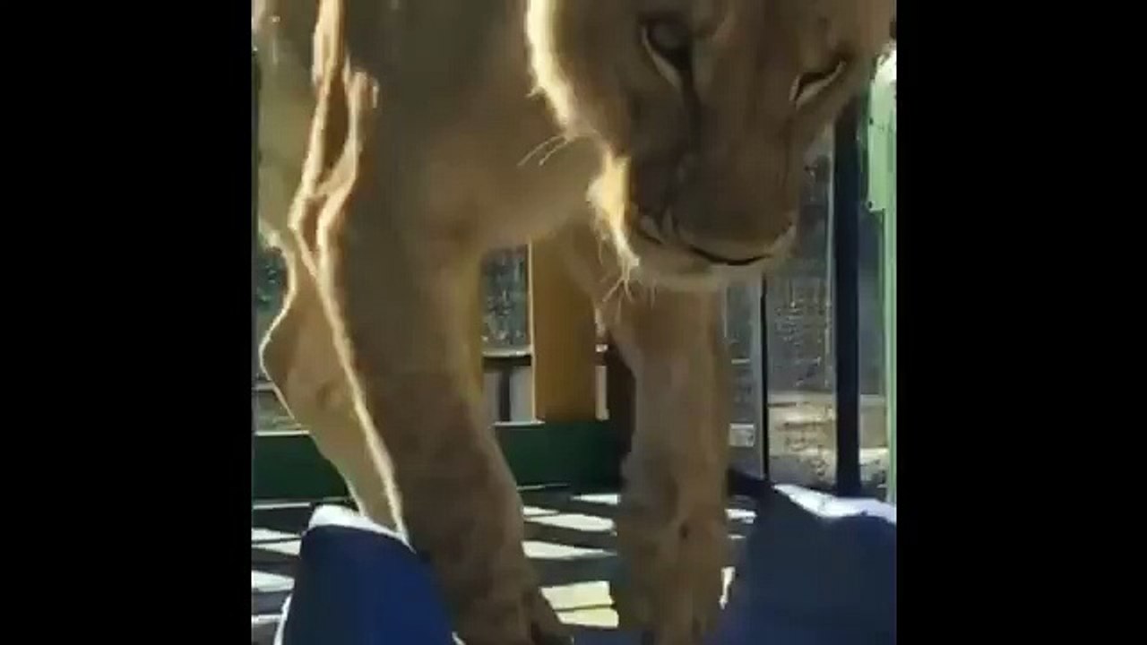Funny Animals - A Funny Animal Videos Compilation 2015