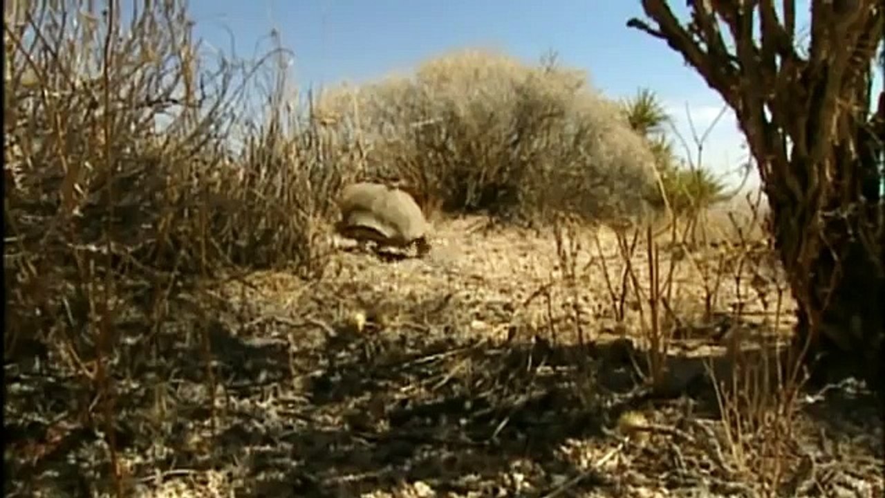 GIANT TORTOISE & TURTLES 41