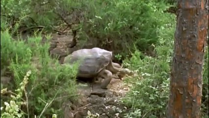 GIANT TORTOISE & TURTLES 54