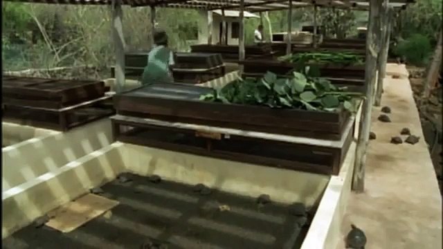 GIANT TORTOISE & TURTLES 58