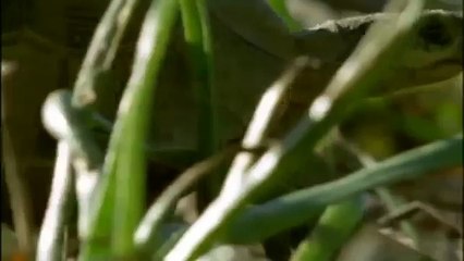 GIANT TORTOISE & TURTLES 65