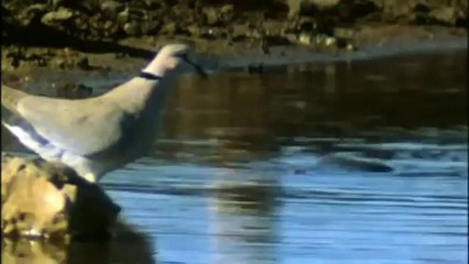 GIANT TORTOISE & TURTLES 67