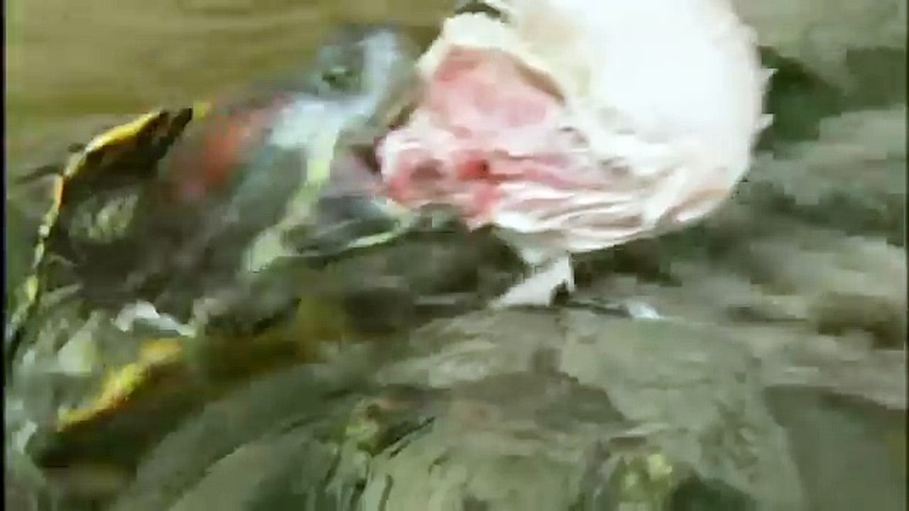 GIANT TORTOISE & TURTLES 69