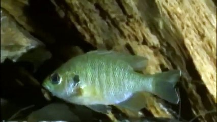 GIANT TORTOISE & TURTLES 72