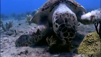 GIANT TORTOISE & TURTLES 74