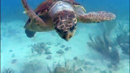 GIANT TORTOISE & TURTLES 77