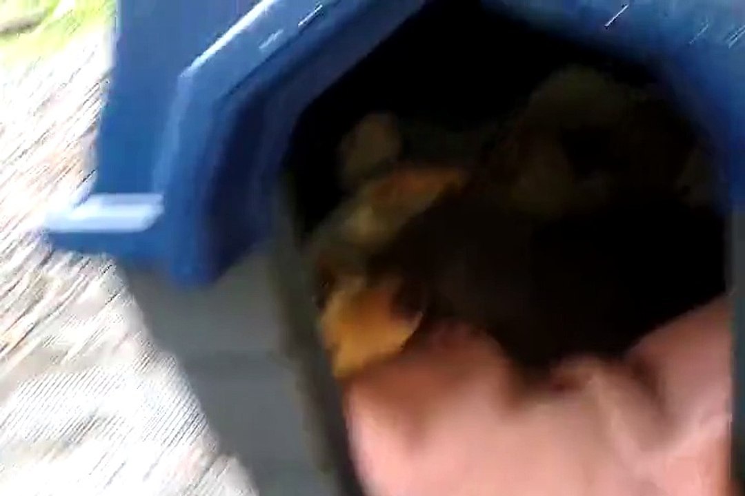 Cat and dog in the same shed with their babies