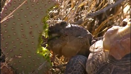 GIANT TORTOISE & TURTLES 84