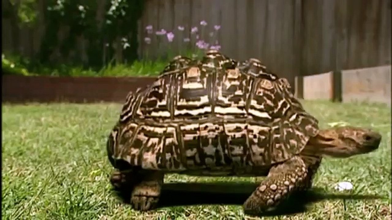 GIANT TORTOISE & TURTLES 93