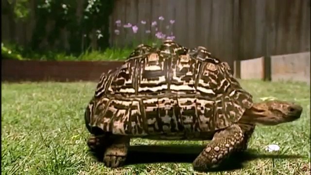 GIANT TORTOISE & TURTLES 93