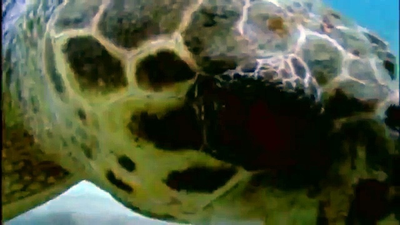GIANT TORTOISE & TURTLES 104