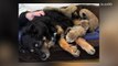 Dog adopts orphaned cheetah cubs after their mother dies