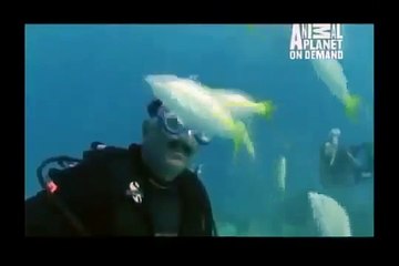 GREAT BARRACUDA ATTACK 5