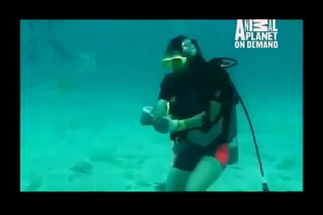 GREAT BARRACUDA ATTACK 7