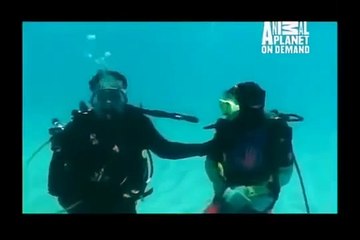 GREAT BARRACUDA ATTACK 8