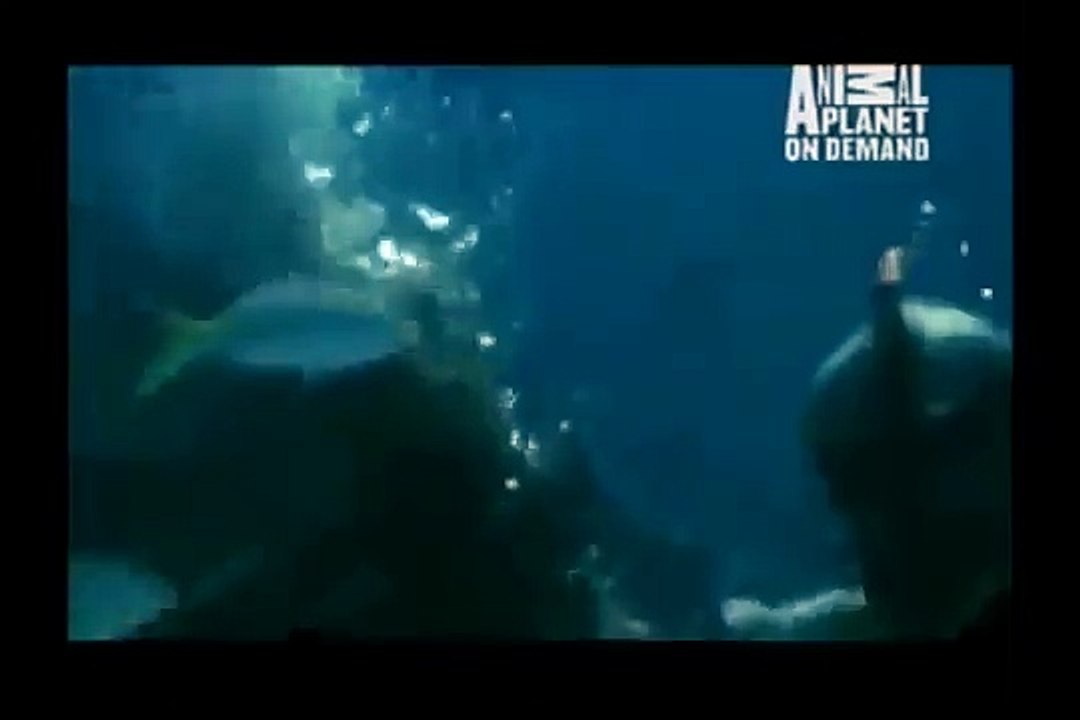 GREAT BARRACUDA ATTACK 15