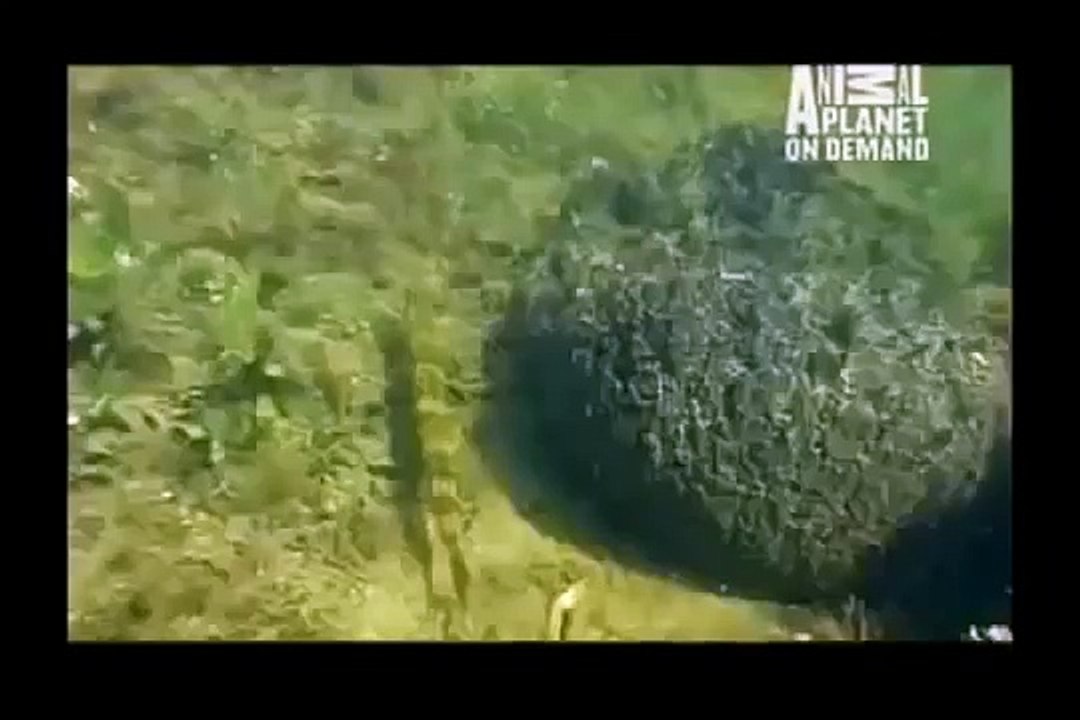 GREAT BARRACUDA ATTACK 18