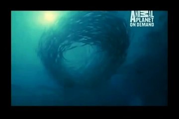 GREAT BARRACUDA ATTACK 27