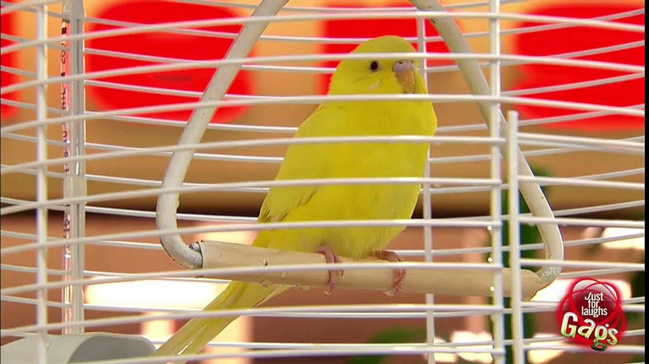 Polly Wanna Peepee