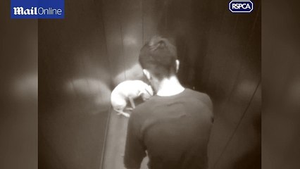 Shqiptari rreth qenin e te dashures ne ashensor