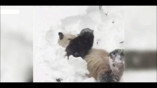 Excited Giant Panda Tian Tian enjoys Washington blizzard- BBC News