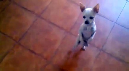 Funny Dog Salsa Dancing