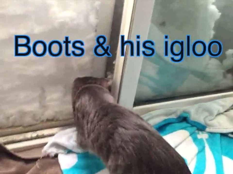 MUST SEE VIDEO: Boots the cat builds an igloo