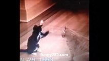 funny cat funny cats,funny cat videos,funny animals,funny video,cats funny,funny videos,fu