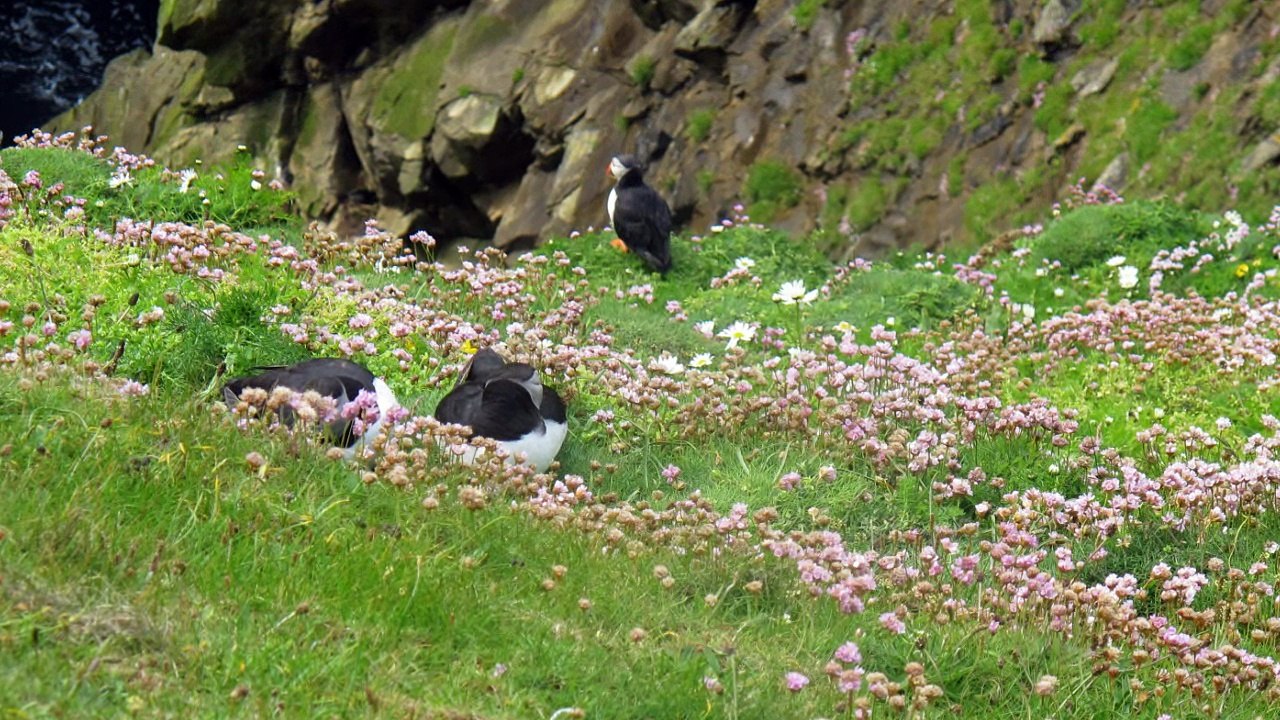 Les Iles SCHETLAND . Escale à LERWICK