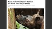 Critically Endangered Rhino Spotted In Indonesian Borneo After 40 Years