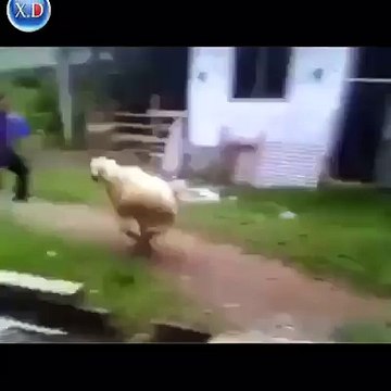 cha3bi au maroc - Fokaha Maroc - Comedia Maroc - mort de rire