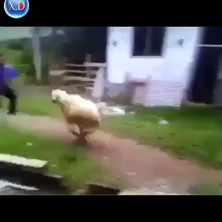 cha3bi au maroc - Fokaha Maroc - Comedia Maroc - mort de rire