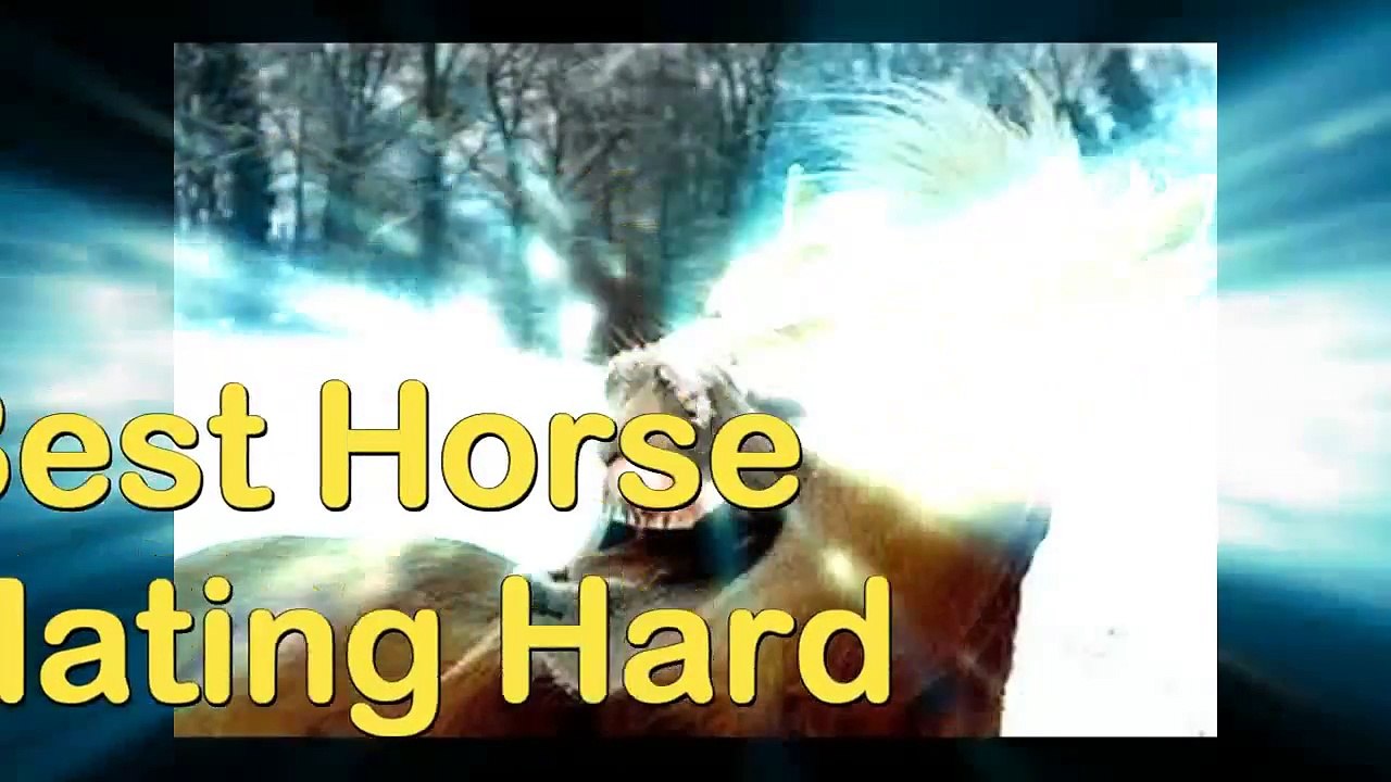 Funny Animals -Animal Mating Best Moment Compilation 2015- Animals Mating 2015