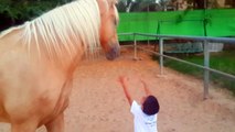 Haut comme trois pommes, Ce garçon veut enlacer la jambe du cheval… La suite va vous laisser sans voix !