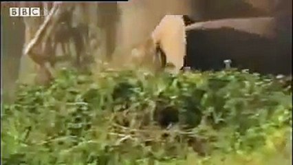 Cute baby elephants fighting! David Attenborough - BBC wildlife
