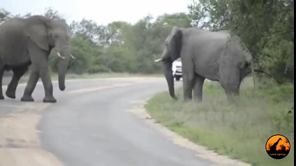 Elephants Fighting - 12 October 2012 - Latest Sightings