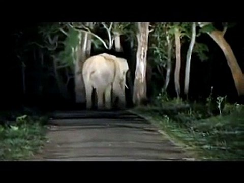 MUST WATCH!!!Elephants fighting in a forest path in Kerala