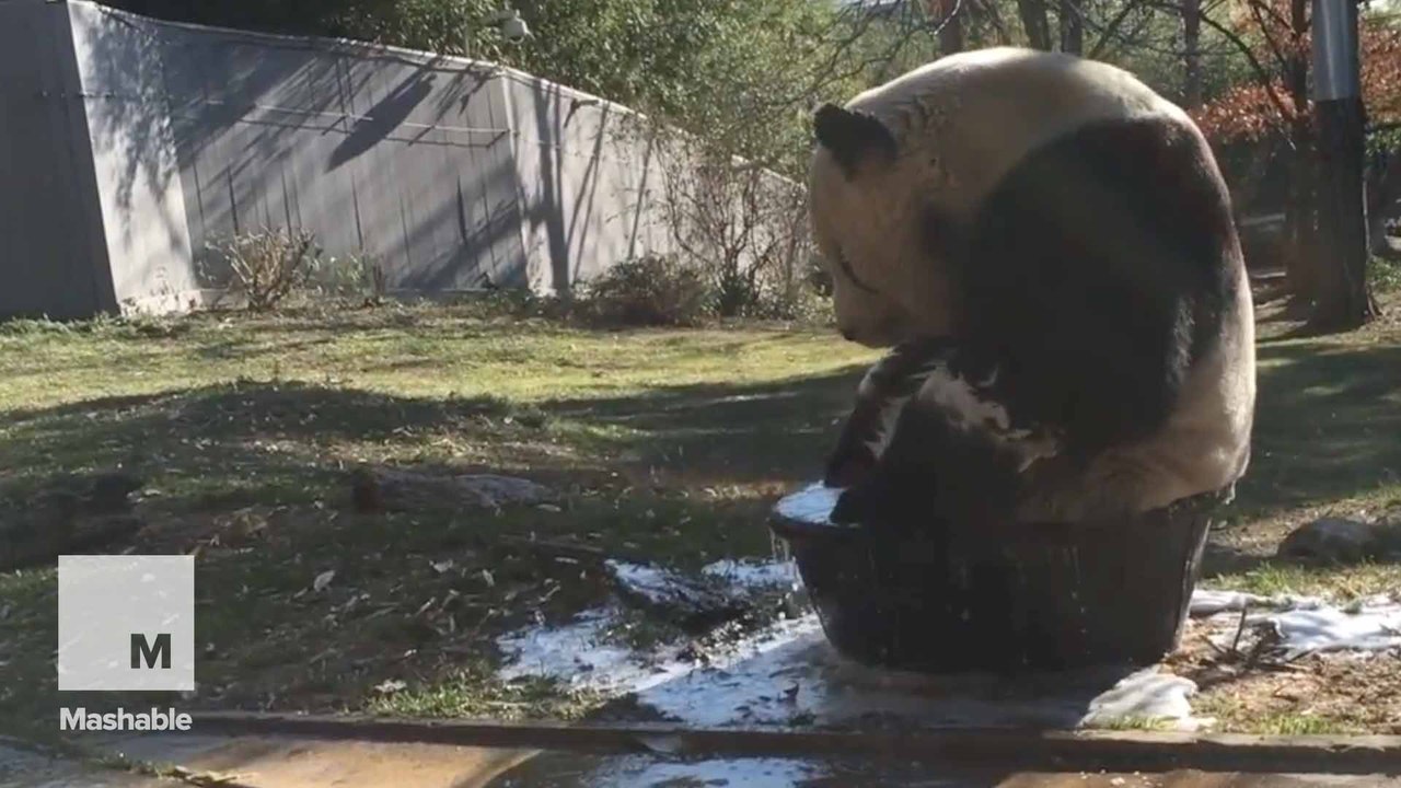 Everyone's favorite panda Tian Tian takes a bubble bath