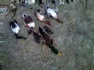 Duck hunting at indus river